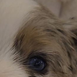 Miniature American Shepherd Puppies from Brandy Burton