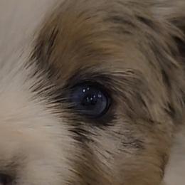 Miniature American Shepherd Puppies from Brandy Burton