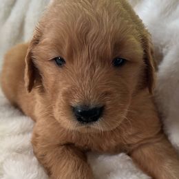Boy 1 - Golden Retriever puppy from Washington Lakeside Goldens