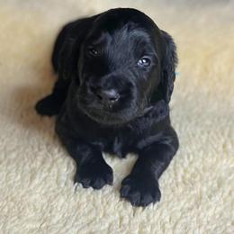 Brew - Black male Goldendoodle puppy in Summerville, South Carolina from Pawmazing Doodles