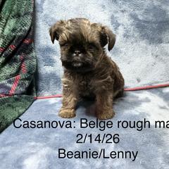 Casanova - Belge male Brussels Griffon puppy in Dawson Springs, Kentucky from Precious Paws and Galafrey
