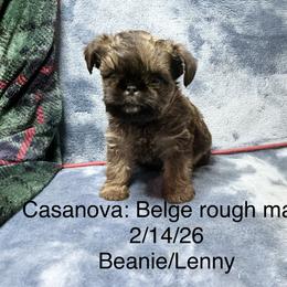 Casanova - Belge male Brussels Griffon puppy in Dawson Springs, Kentucky from Precious Paws and Galafrey