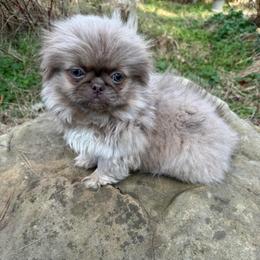 AKC Envy - Light red female Pekingese puppy in Cumming, Georgia from Imperial Pekingese