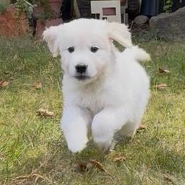 Jester - Light golden male Golden Retriever puppy in Blaine, Washington from Freedom Retrievers