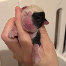 Boy 2 - Black and white male Chinese Crested puppy in Tomball, Texas from Gracieux Chinese Cresteds