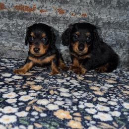 Girl 1 - Black and tan female Dachshund puppy in Liberty, Mississippi from Liberty Oaks Aussies and Dachshunds