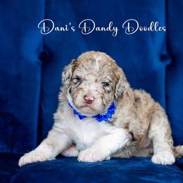 Aussiedoodle Puppies from Dani's Dandy Doodles