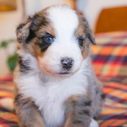 Galaxy - male Australian Mountain Doodle puppy in Lafayette, Missouri from Brick House Farm Doodles