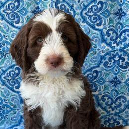 Hawthorne - Chocolate male Australian Labradoodle puppy in Washington, North Carolina from Pamlico Labradoodles