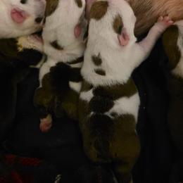 TBD - Red brindle and white male Bulldog puppy in Lexington, Kentucky from E. Clive Bulldogs