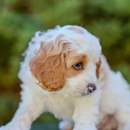 Patch - Merle male Goldendoodle puppy in Brighton, Utah from Angel Pups Deluxe