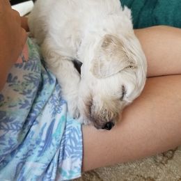 Goldendoodle Puppies from Jennifer's Canines
