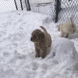 Goldendoodle Puppies from Kellee's Goldendoodles