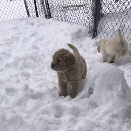 Goldendoodle Puppies from Kellee's Goldendoodles