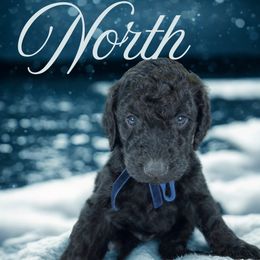 North - Black male Bernedoodle puppy in Greenville, South Carolina from Halo BerneDo