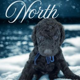 North - Black male Bernedoodle puppy in Greenville, South Carolina from Halo BerneDo