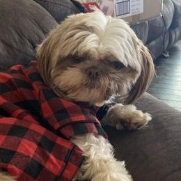 Mookie  - Shih Tzu