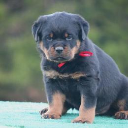 Hondo - Black and mahogany male Rottweiler puppy in Uniontown, Alabama from CedarBluff Rottweilers