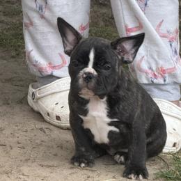 French Bulldog and Olde English Bulldogge Puppies from Misfit Ranch bulldogs