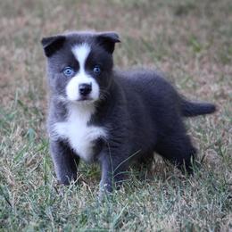 Major - Blue male Pomsky puppy in Wolfe City, Texas from Susan Warnock