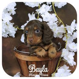 BAYLA - Reserved - Chocolate and tan female Dachshund puppy in Graceville, Florida from Misty's 101 Doxies