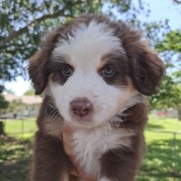 Maisy - Red tri female Miniature Australian Shepherd puppy in Copperas Cove, Texas from Aussies Acre