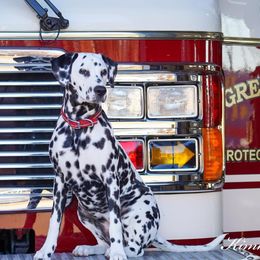 Basset Hound and Dalmatian Puppies from Lazy B Bassets and Dalmatians