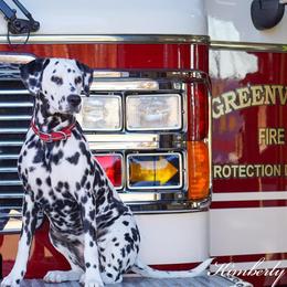 Basset Hound and Dalmatian Puppies from Lazy B Bassets and Dalmatians