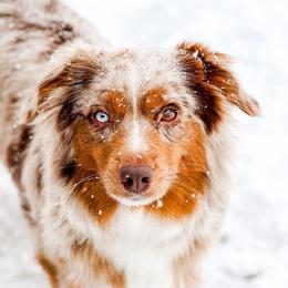 Ruth - Miniature Australian Shepherd