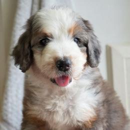 Egret - Merle female Bernedoodle puppy in Folsom, Louisiana from DoodlesFarmCo