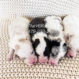 Sheepadoodle puppies from V6 Ranch Dogs
