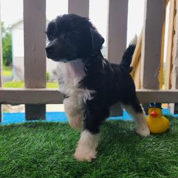 Puppy 1 - Black and white female Chinese Crested puppy in New Castle, Pennsylvania from Long Haul Cresteds & Long Rotts
