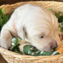 Orange collar - Light golden female Golden Retriever puppy in Ingleside, Texas from Sweetbay Goldens