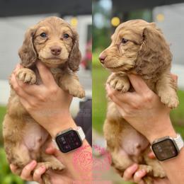 Po - Cream male Dachshund puppy in Hornbeck, Louisiana from A&Z Mini Dachshunds