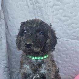 Gregory - Merle male Goldendoodle puppy in Benson, North Carolina from Yvonne❤️Goldendoodles