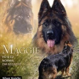 Maggie - German Shepherd