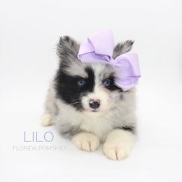 Pomsky Puppies from Florida Pomskies