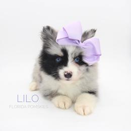 Pomsky Puppies from Florida Pomskies