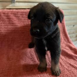 Banzai - Sable male Working Dog Cross puppy in Sheridan, Arkansas from Dark Sky Kennels