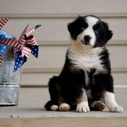 Feta - Black tri-color female Australian Shepherd puppy in Glenville, Pennsylvania from Rolling Hills Australian Shepherds