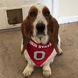 Gracie - Basset Hound