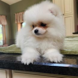 Trixo - Cream female Pomeranian puppy in Hillsdale, Michigan from Kathy's K9 Cuties