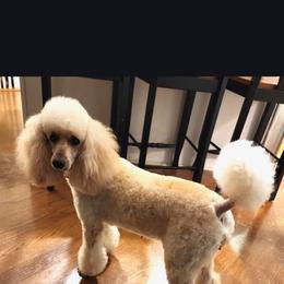 Diva - Poodle