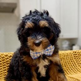 Reeses The Ultra Mini Bernedoodle Tri-Color - Tri-color male Bernedoodle puppy in Herriman, Utah from Rose Canyon Doodles
