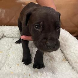 Atlas - Black male Cane Corso puppy in San Isidro, Texas from MTZCC Ranch, LLC