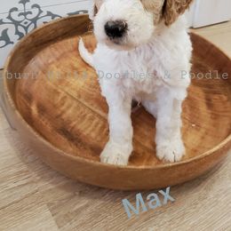 Goldendoodle Puppies from Auburn Hills Doodles & Poodles