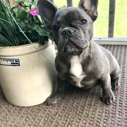 French Bulldog Puppies from Willow Farm