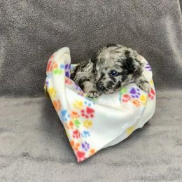 Boy 1 - Black merle male Mudi puppy in Raeford, North Carolina from Wodan Kennels