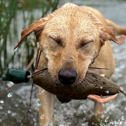 Labrador Retrievers from Three Springs Retrievers
