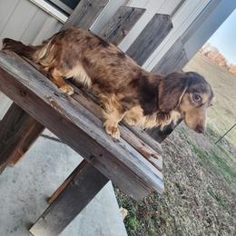 Zero - Dachshund